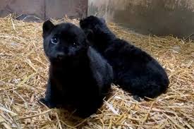 Good news: two black jaguars are born in the Morelia Zoo, a species in