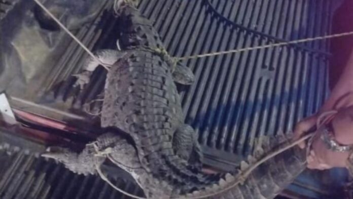 mazatlan crocodile captured