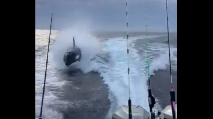 orca farallon island sinaloa