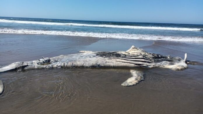 humpback whale mazatlan beach