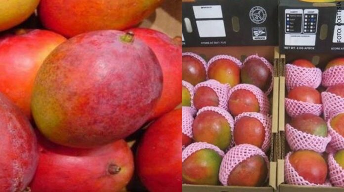 Escuinapa_expotador_de_mango