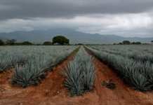 Sinaloa wins litigation against mezcal producers from Oaxaca