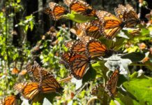 The number of Monarch butterflies wintering in central Mexico dropped by 22% from the previous year