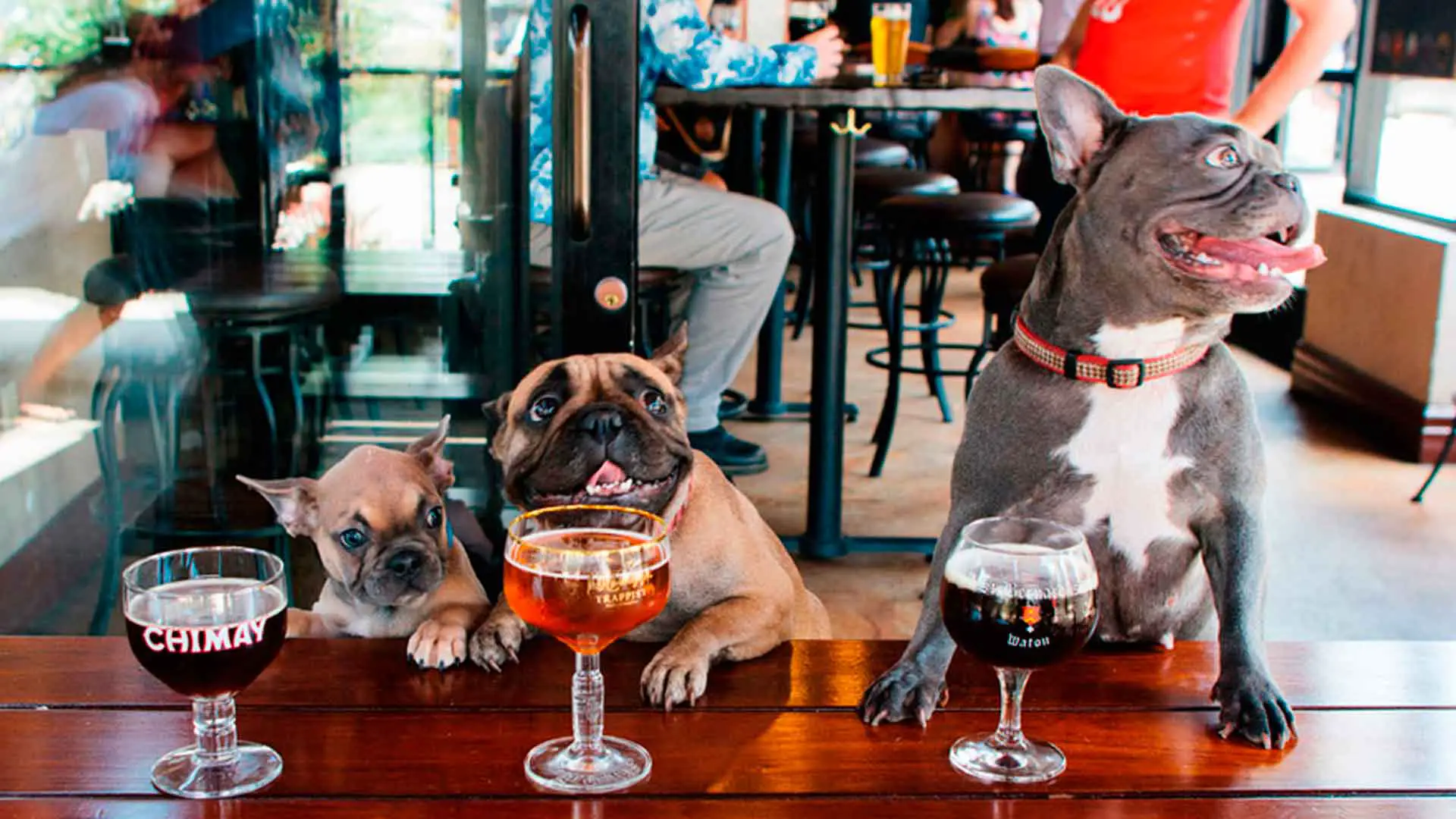 Pet friendly places in Mazatlán to celebrate your dog on his day