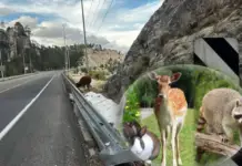 Durango-Mazatlán Superhighway: The wildlife you might encounter along its route