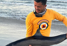 Dolphin rescued after becoming stranded on Mazatlán beach