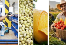 Sinaloa, Nayarit and Hidalgo, the state economies with the greatest dynamism in 2025