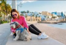 Mazatlán pet-friendly: beaches, hotels and restaurants to travel with your dog this summer