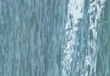 Authorities Issue High Alert Following Crocodile Sighting on Popular Beaches in Mazatlan